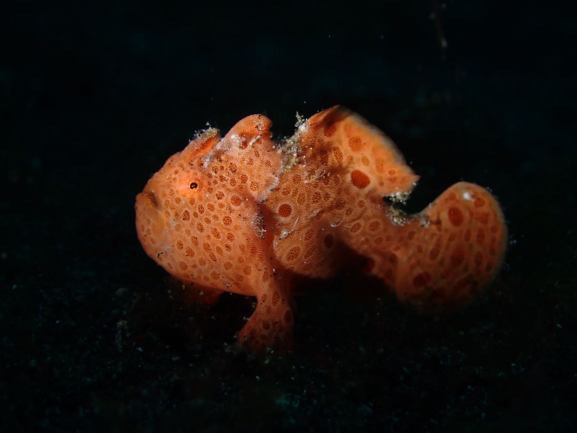 A small orange fish is swimming in the dark water.