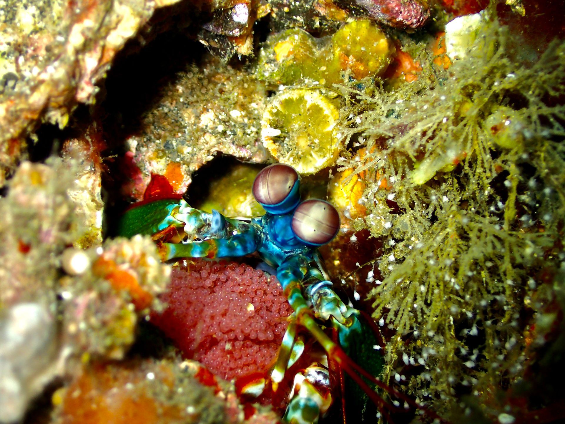 A close up of a colorful crab on a rock