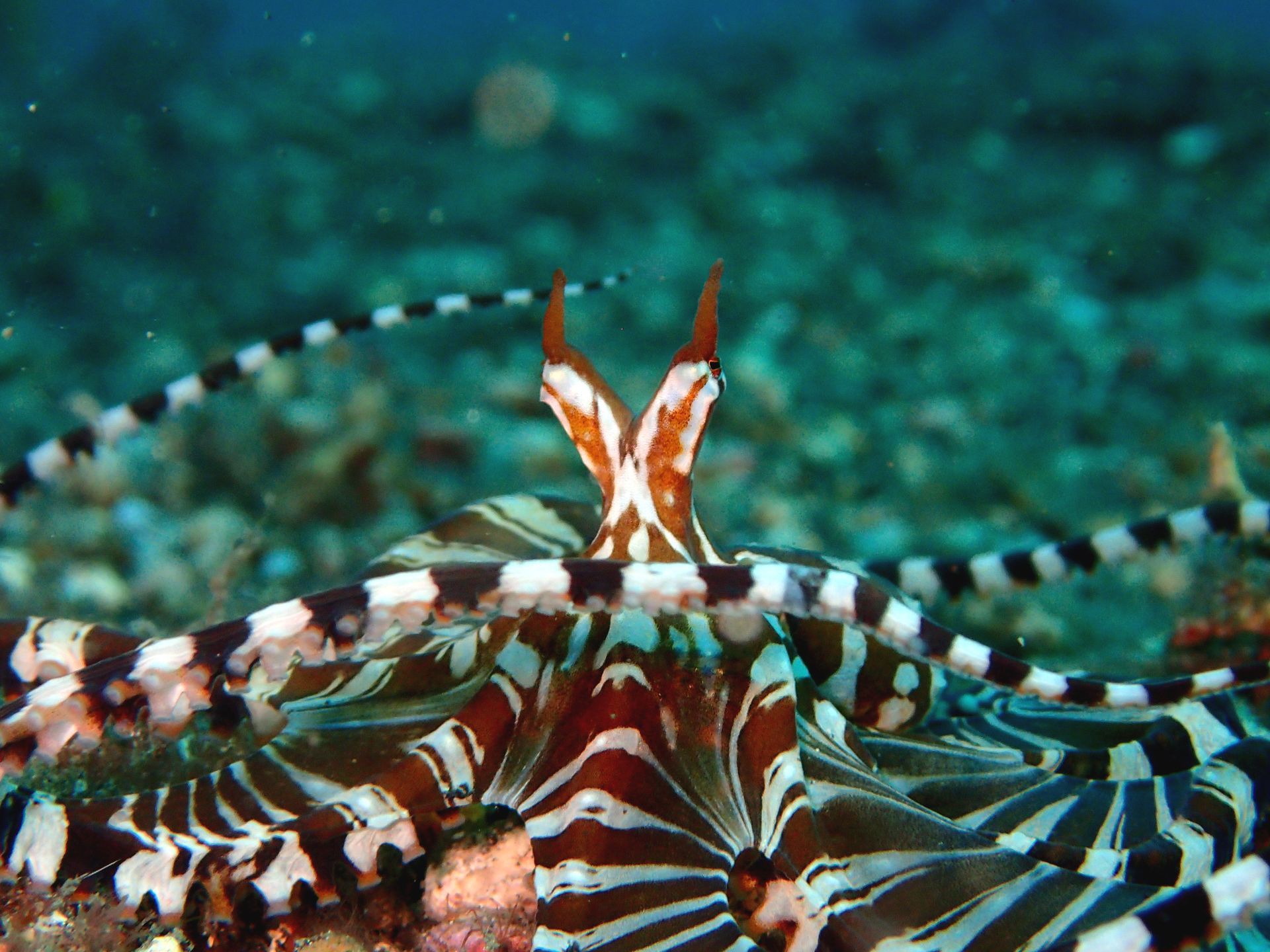 A black and white octopus is swimming in the ocean