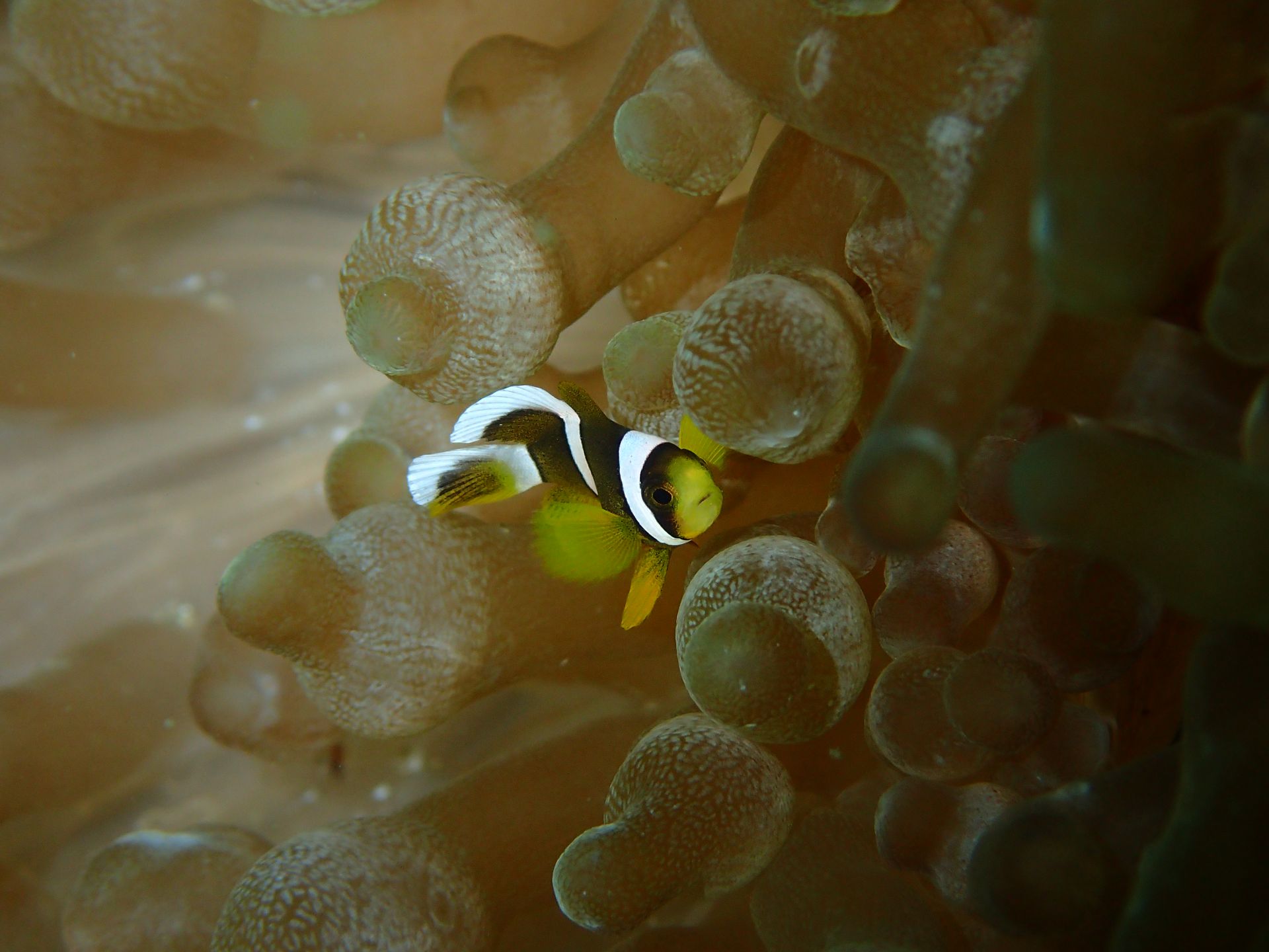 A clown fish is swimming in a sea anemone.