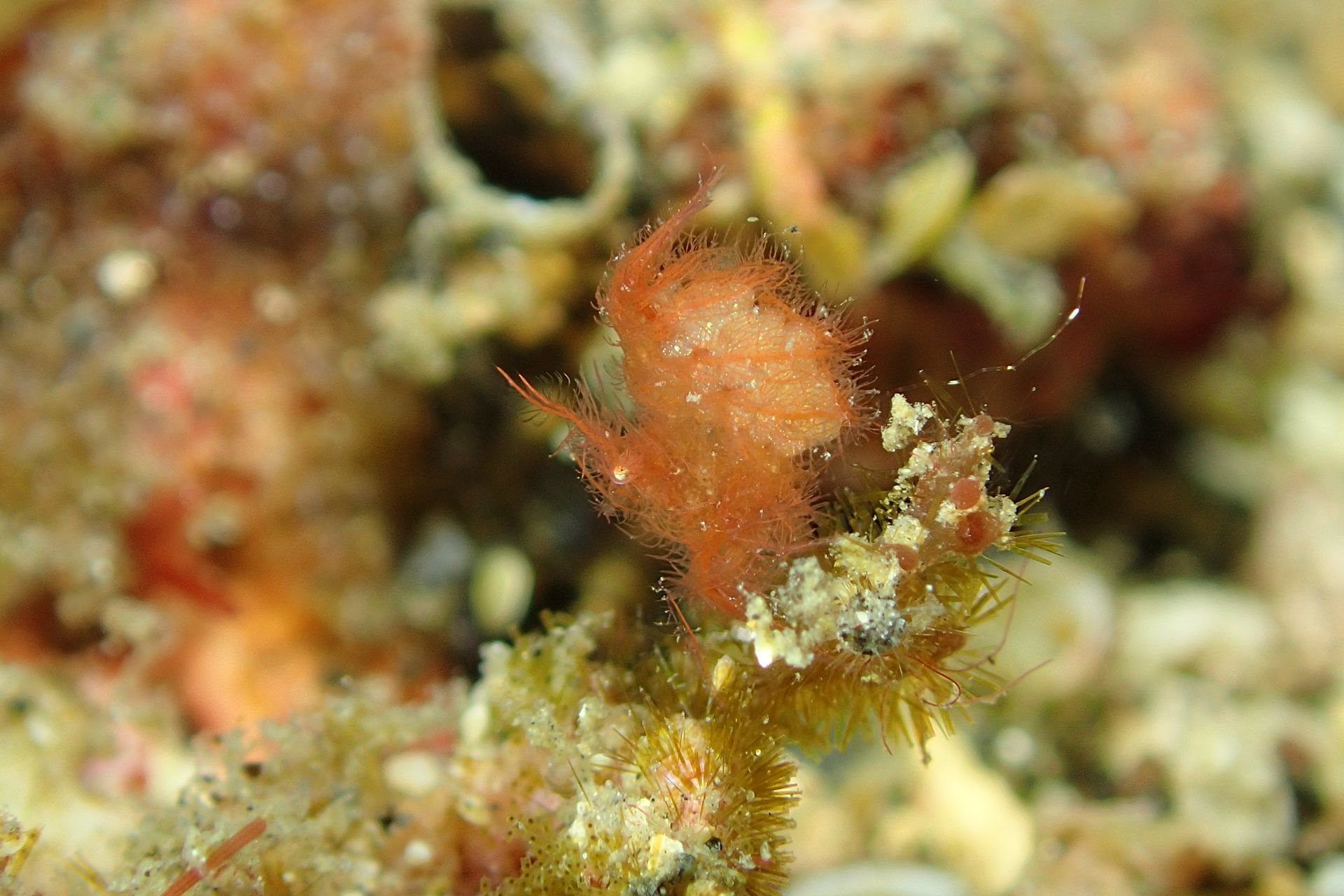 A close up of a seahorse on a coral reef.