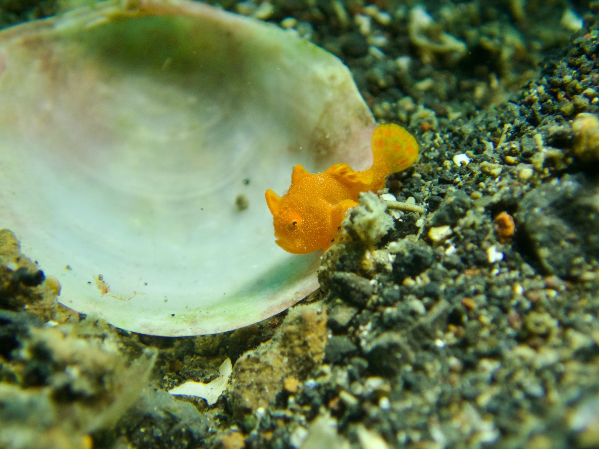 A small yellow fish is sitting on a shell in the sand.