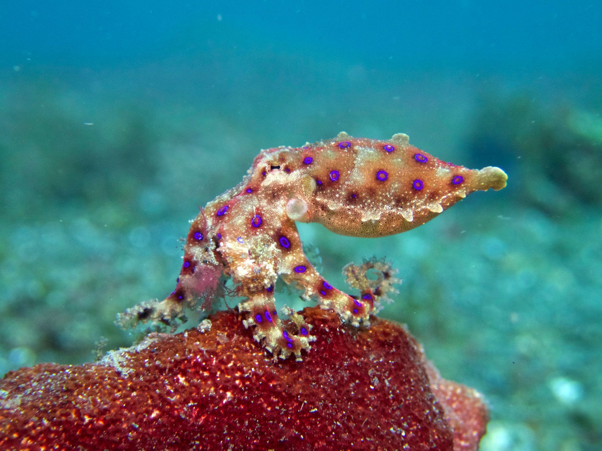 A blue spotted octopus is sitting on a rock in the ocean.
