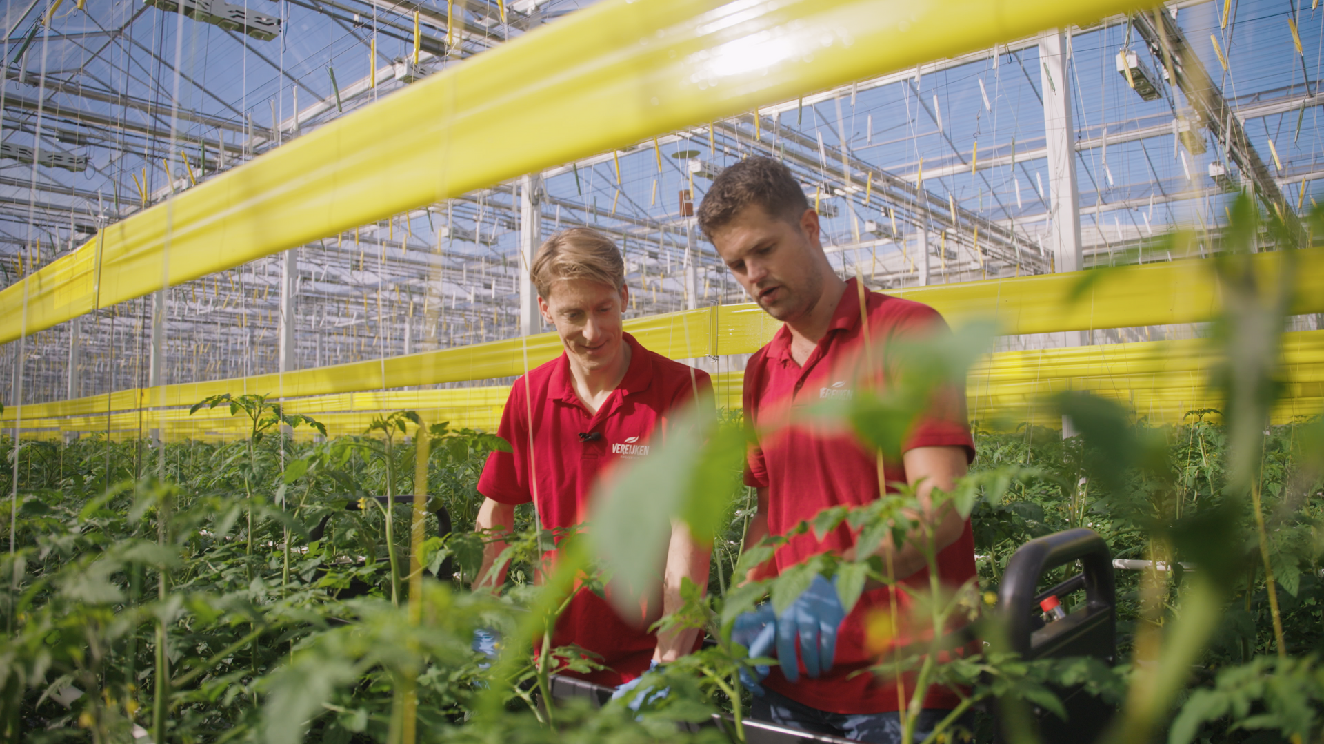 Vacature Teamleider Glastuinbouw - Vereijken Kwekerijen | Westland