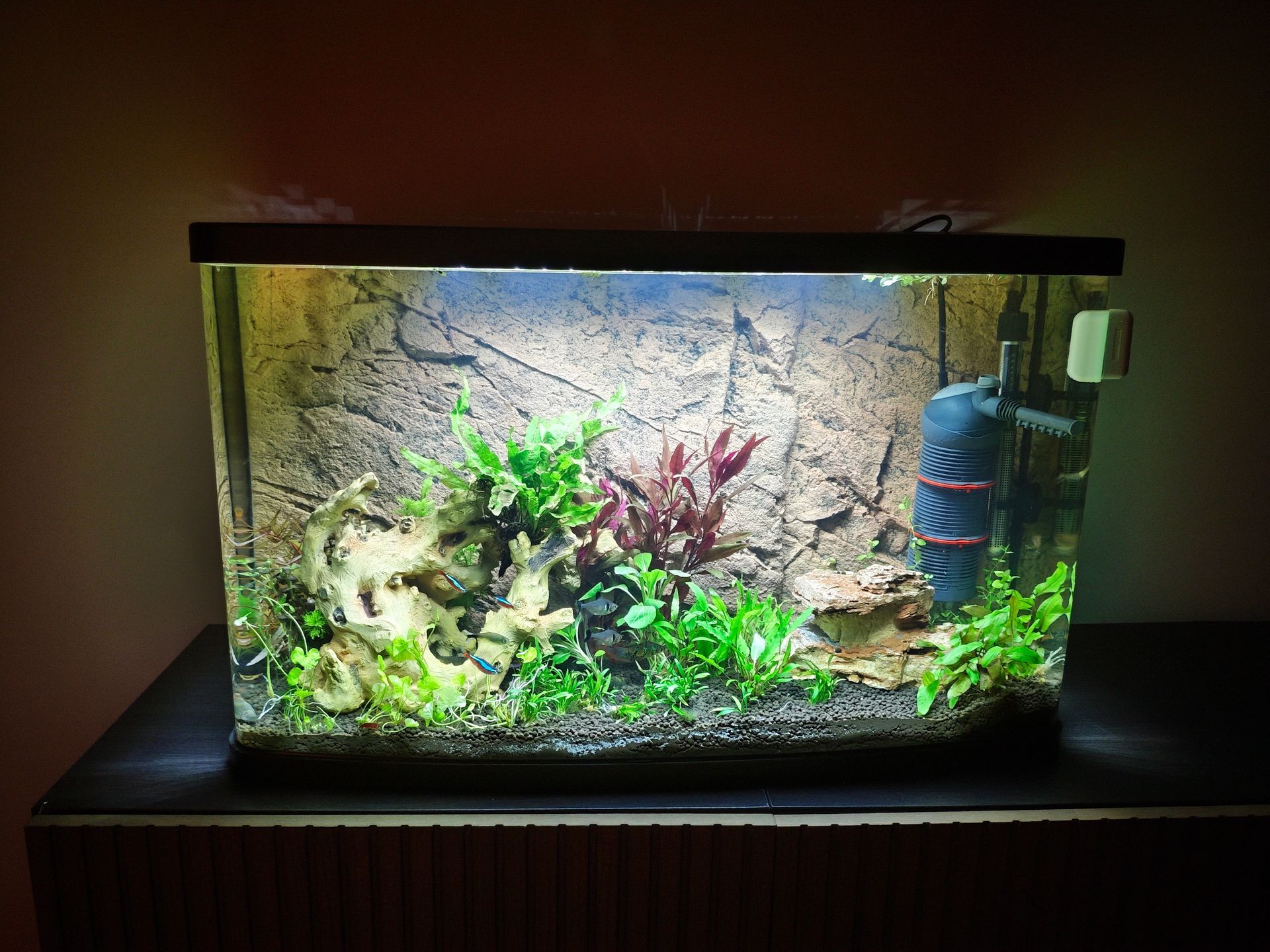 Aquarium opnieuw laten inrichten met nieuwe achterwand