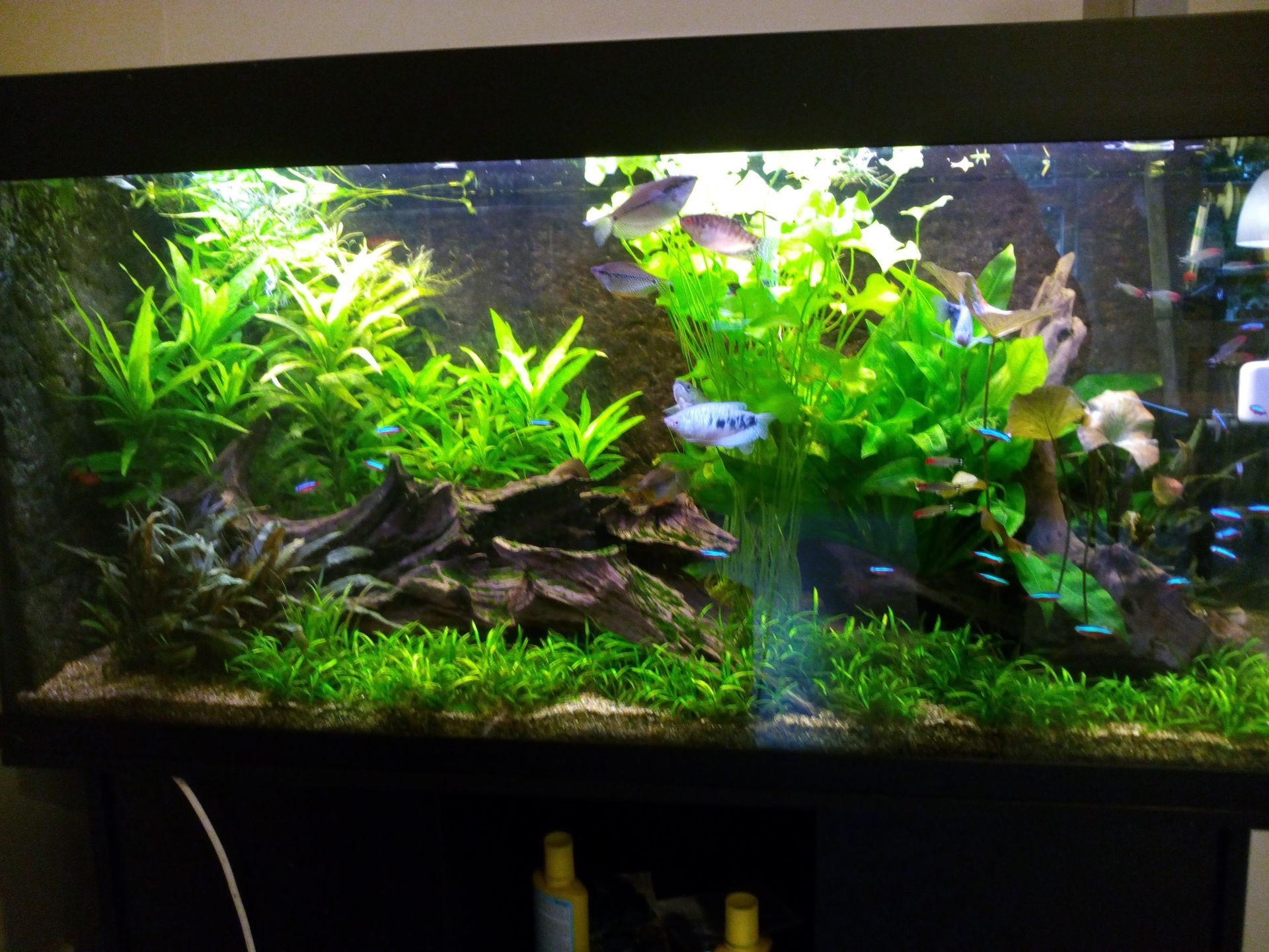 Aquarium op zorglocatie laten onderhouden