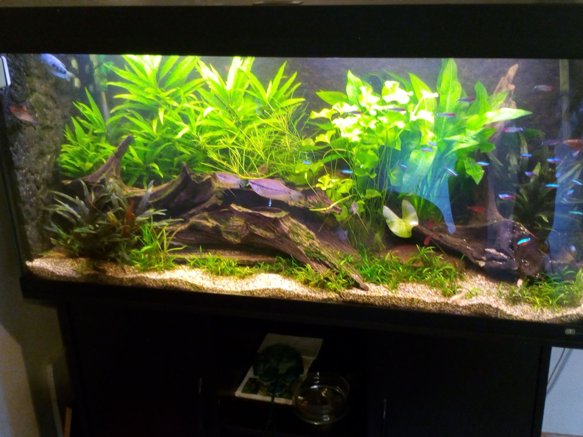 Aquarium in verpleeghuis laten onderhouden