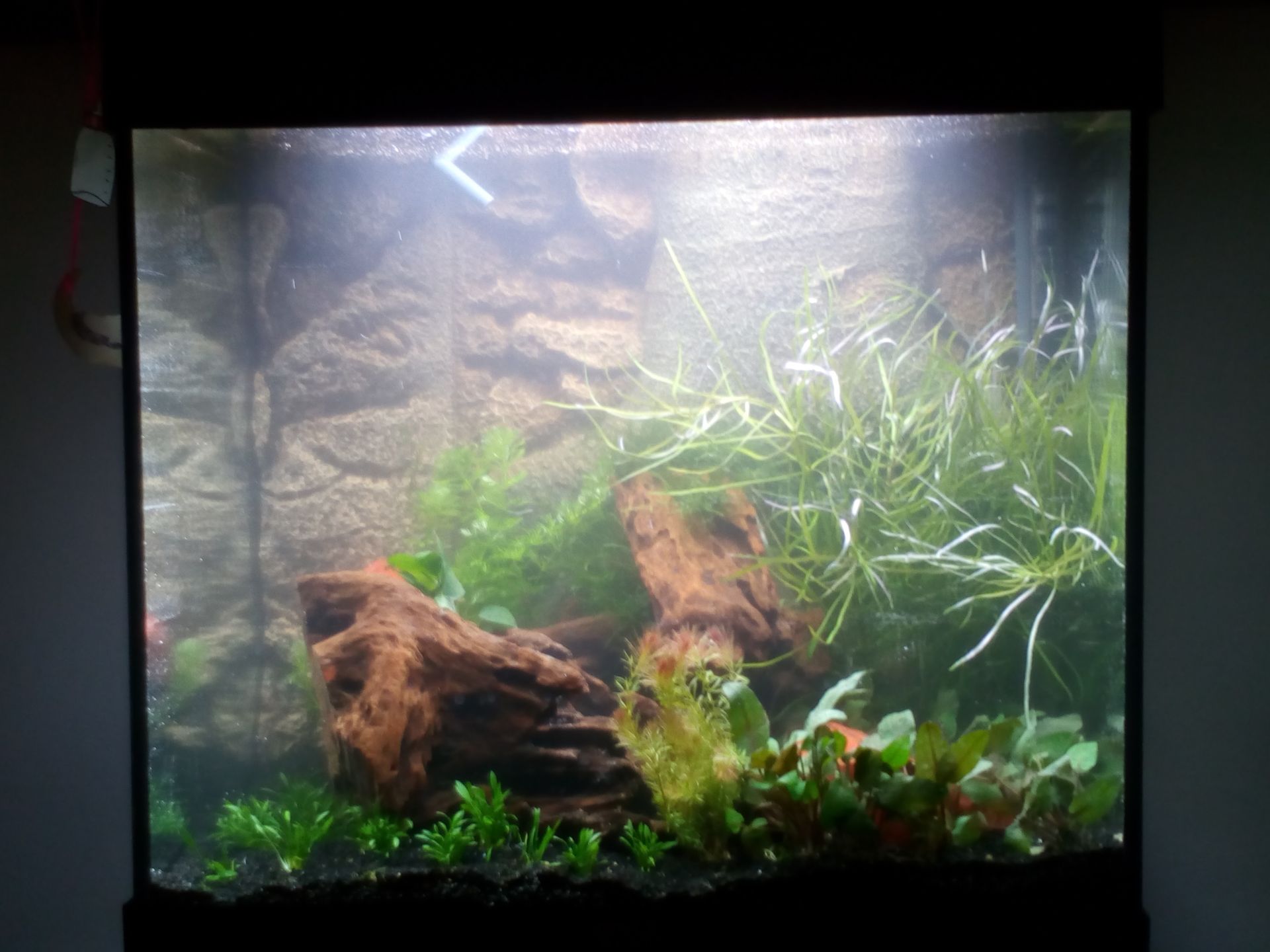 Aquarium opnieuw in laten richten door bedrijf