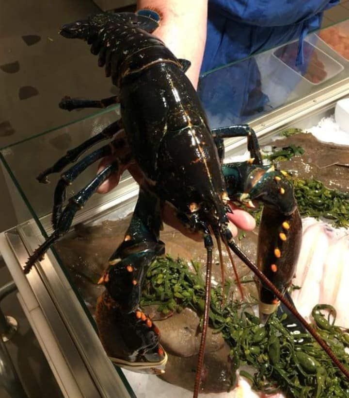 Homarium laten schoonmaken