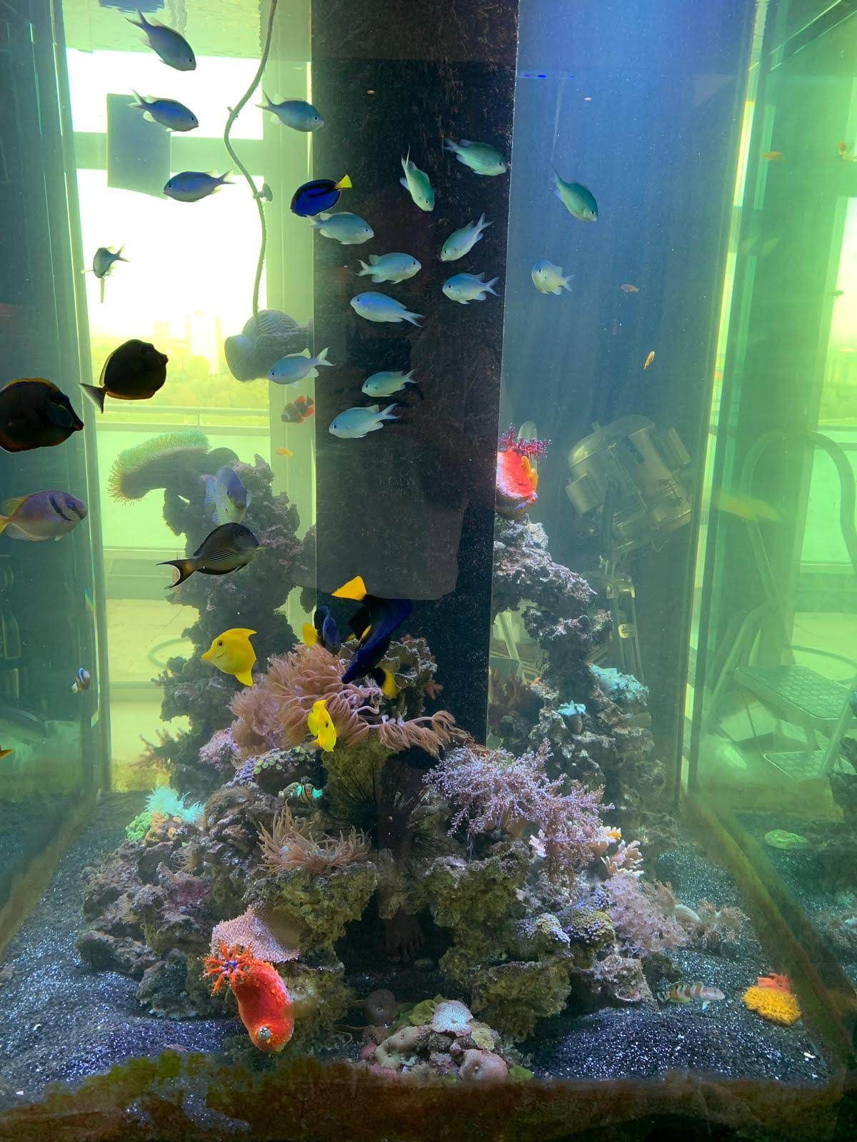 Aquarium ter plaatse gebouwd