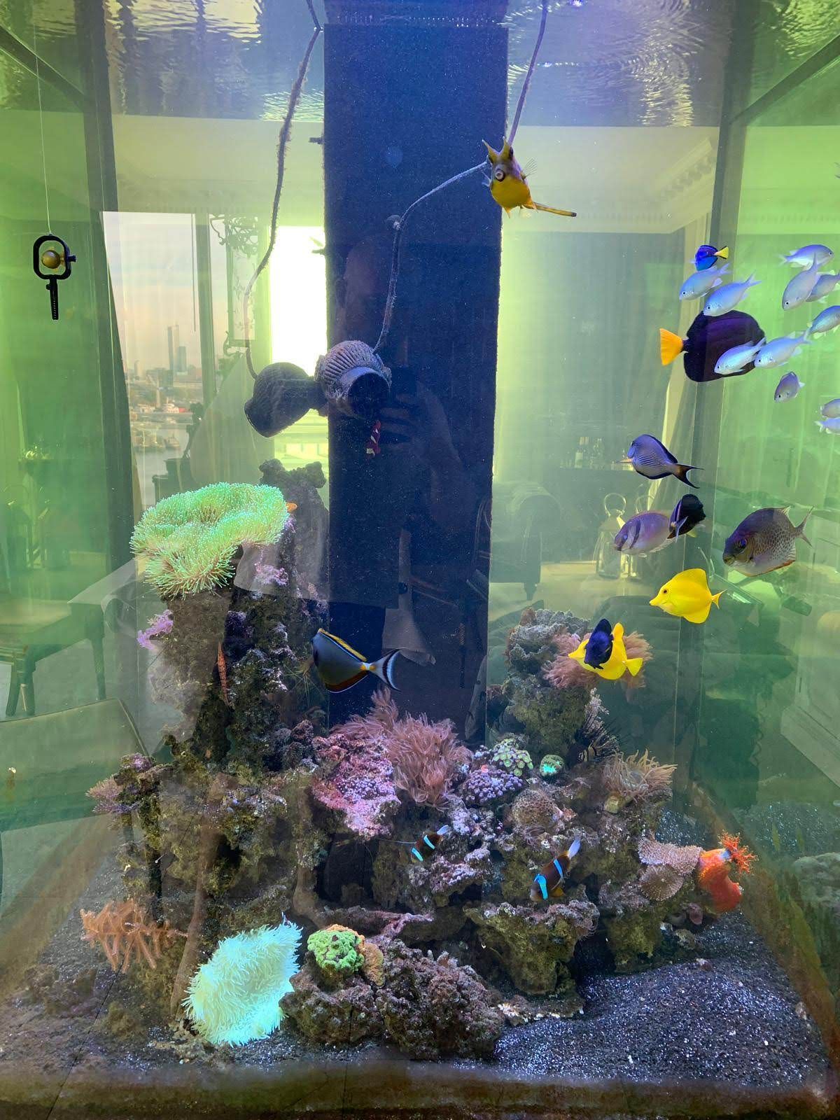 Aquarium verhuizingen