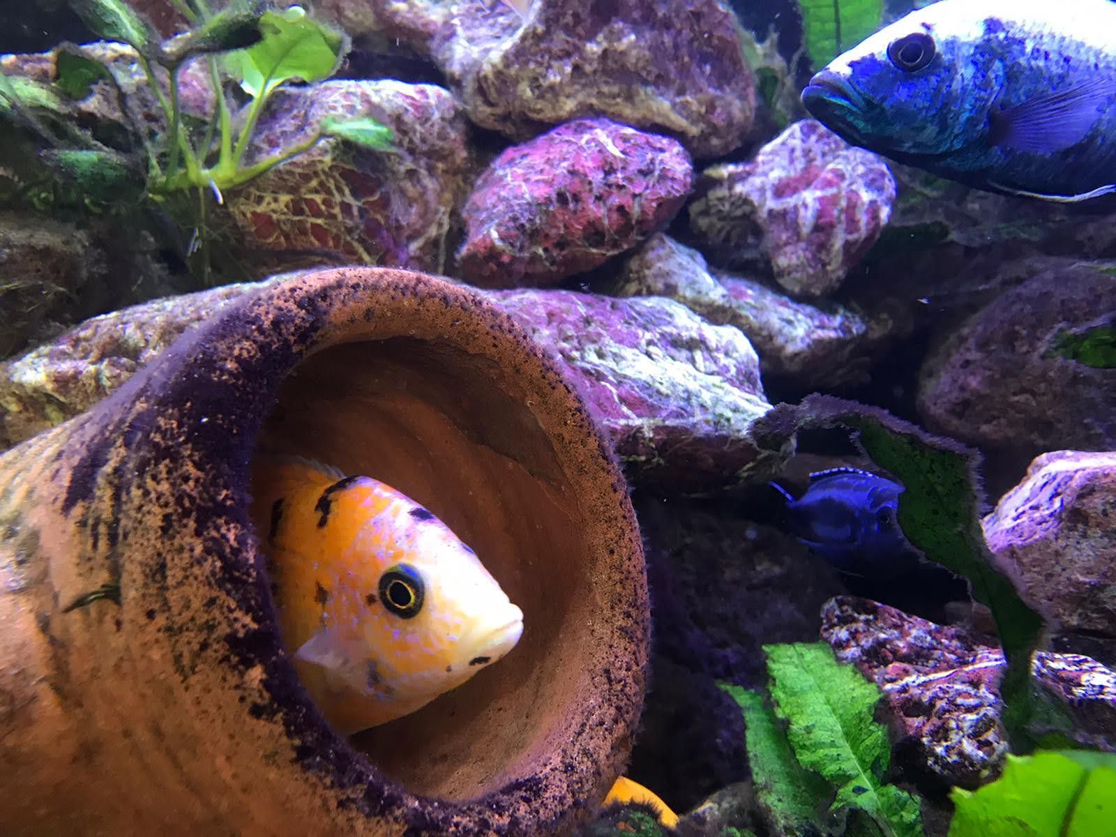 Vissen in een kleibuis, kleurrijke vissen in een aquarium vol stenen, naar buiten kijkend.