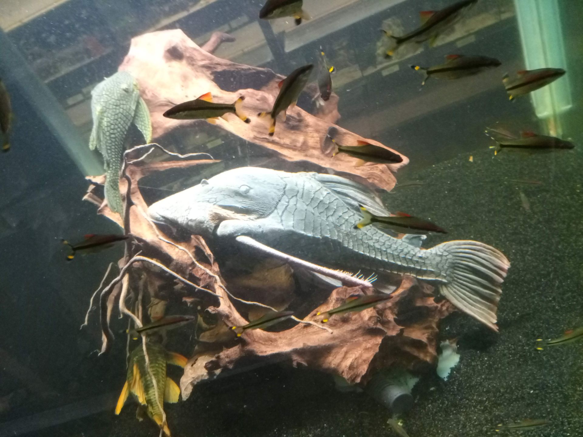 Grote, lichtgekleurde plecovis rust op drijfhout in een aquarium met kleine, donkere vissen eromheen.