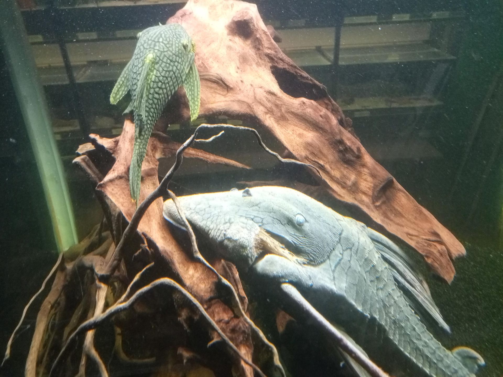Mega Panaque pleco, rustend op een stuk drijfhout in een aquarium.
