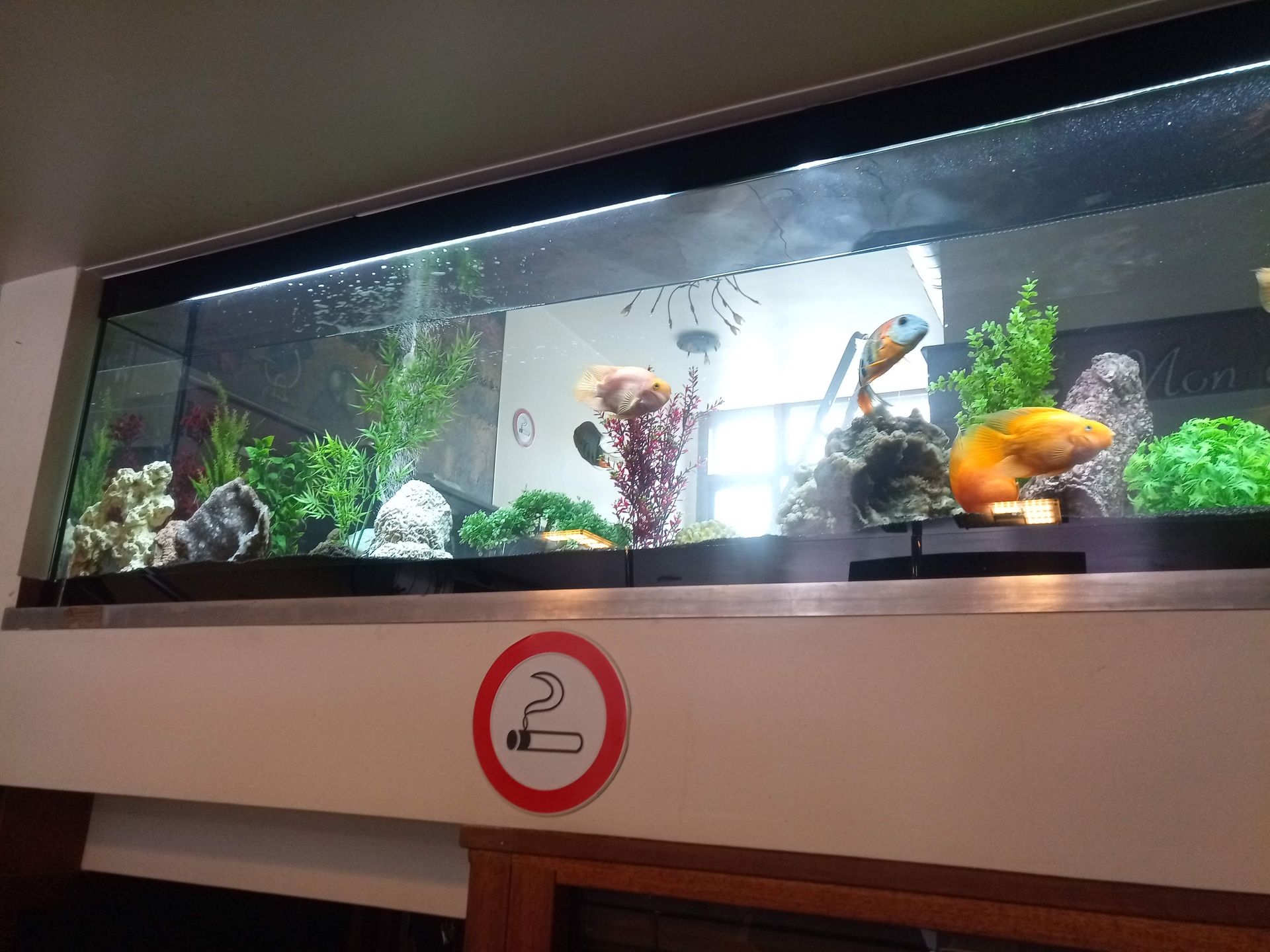 Aquarium in horeca laten onderhouden