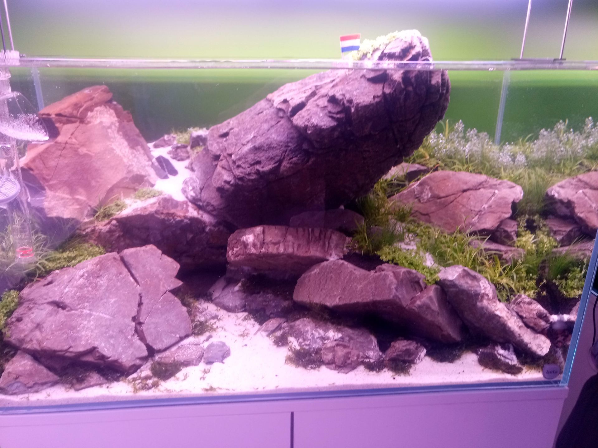 Een aquariumlandschap met grote grijze rotsen, groene planten en een zandbodem.