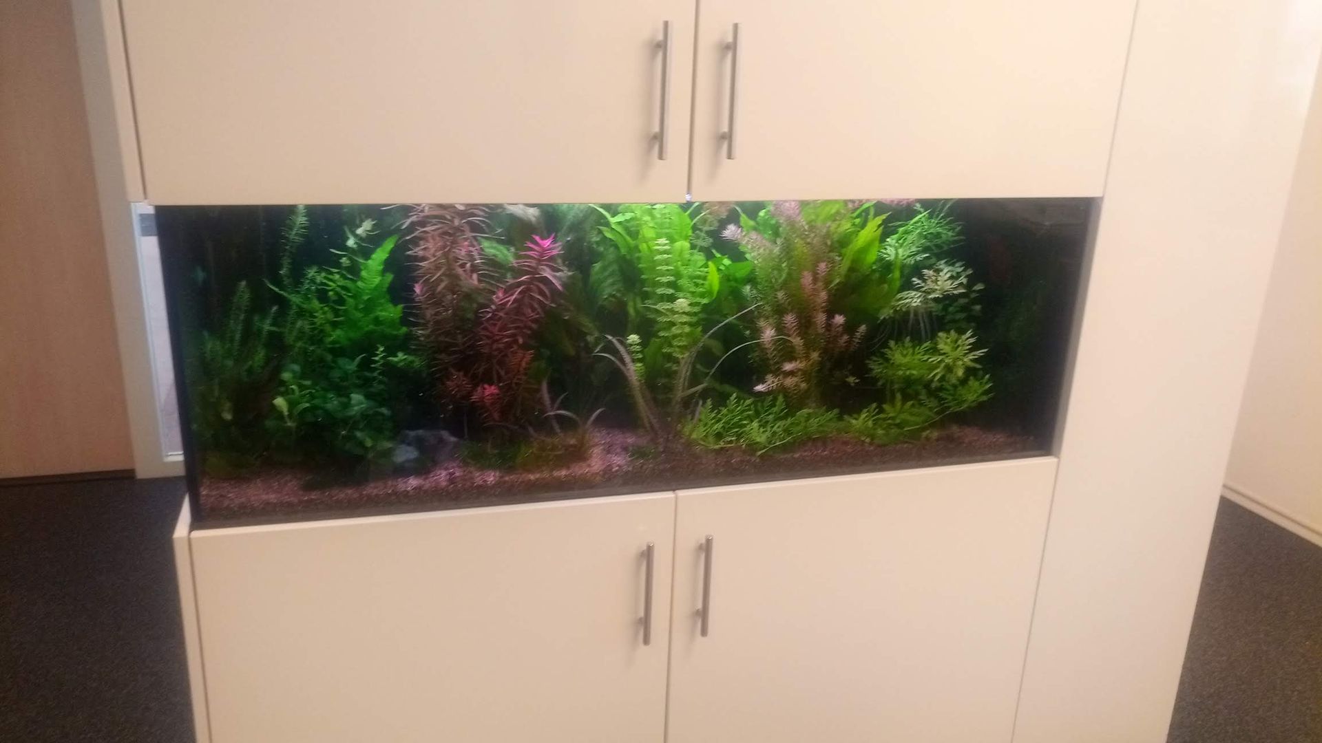 Aquarium onderhoud bedrijfsmatig