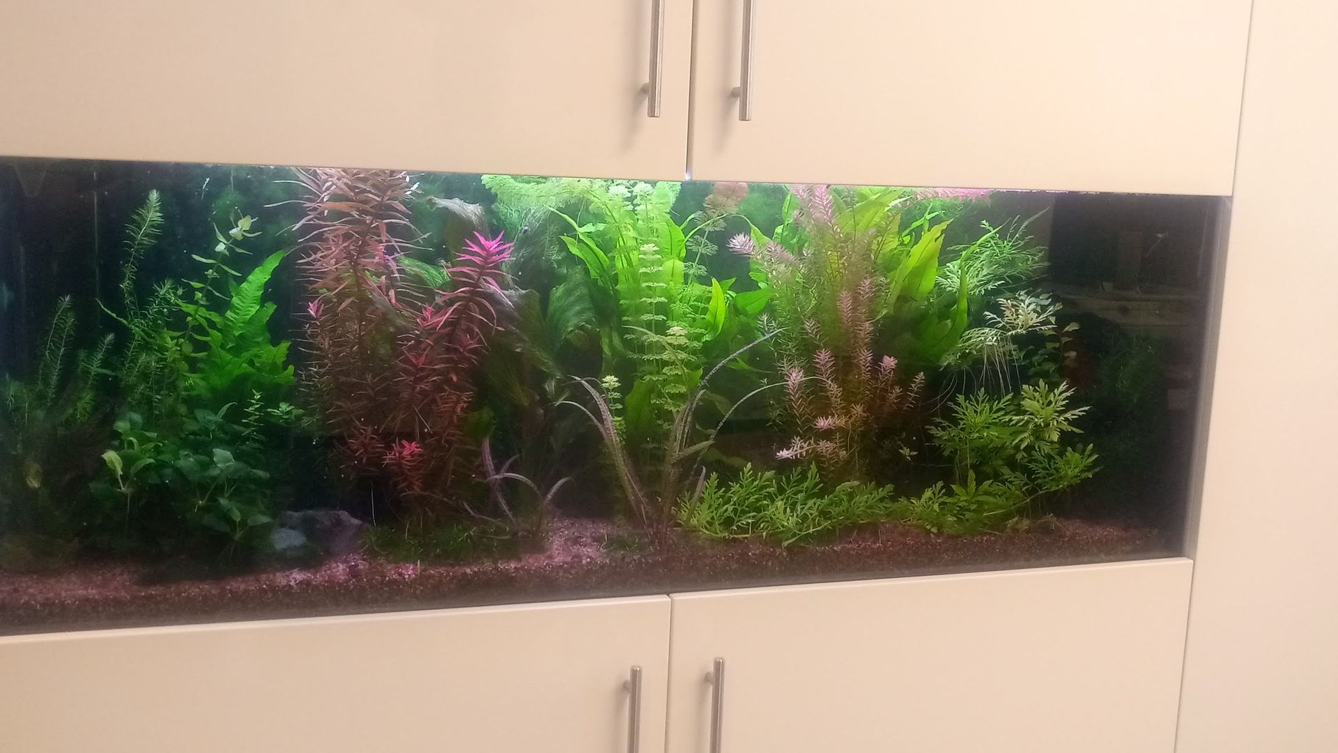 Aquarium op kantoor laten onderhouden
