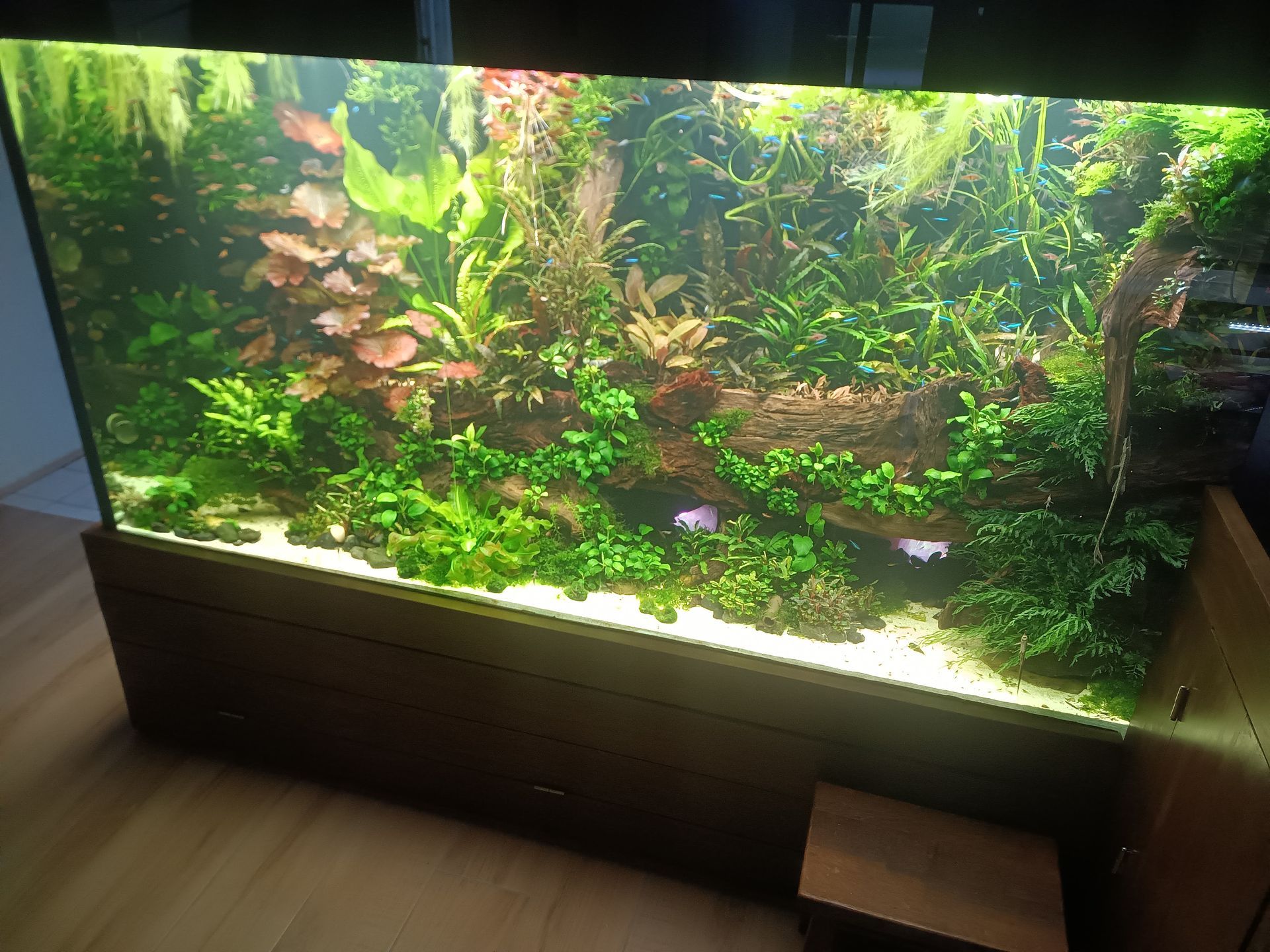 Groot, weelderig beplant aquarium met vissen; groen, bruin en een paar blauwe vissen.
