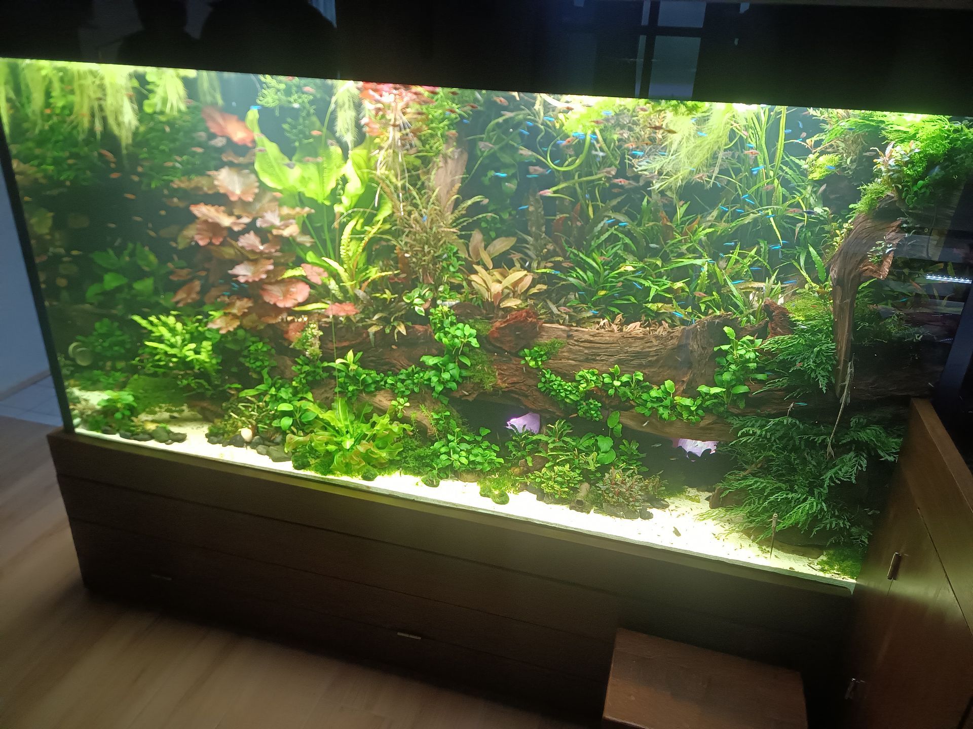 Beplant aquarium met weelderige groene planten, drijfhout en zand; een levendig aquatisch ecosysteem.
