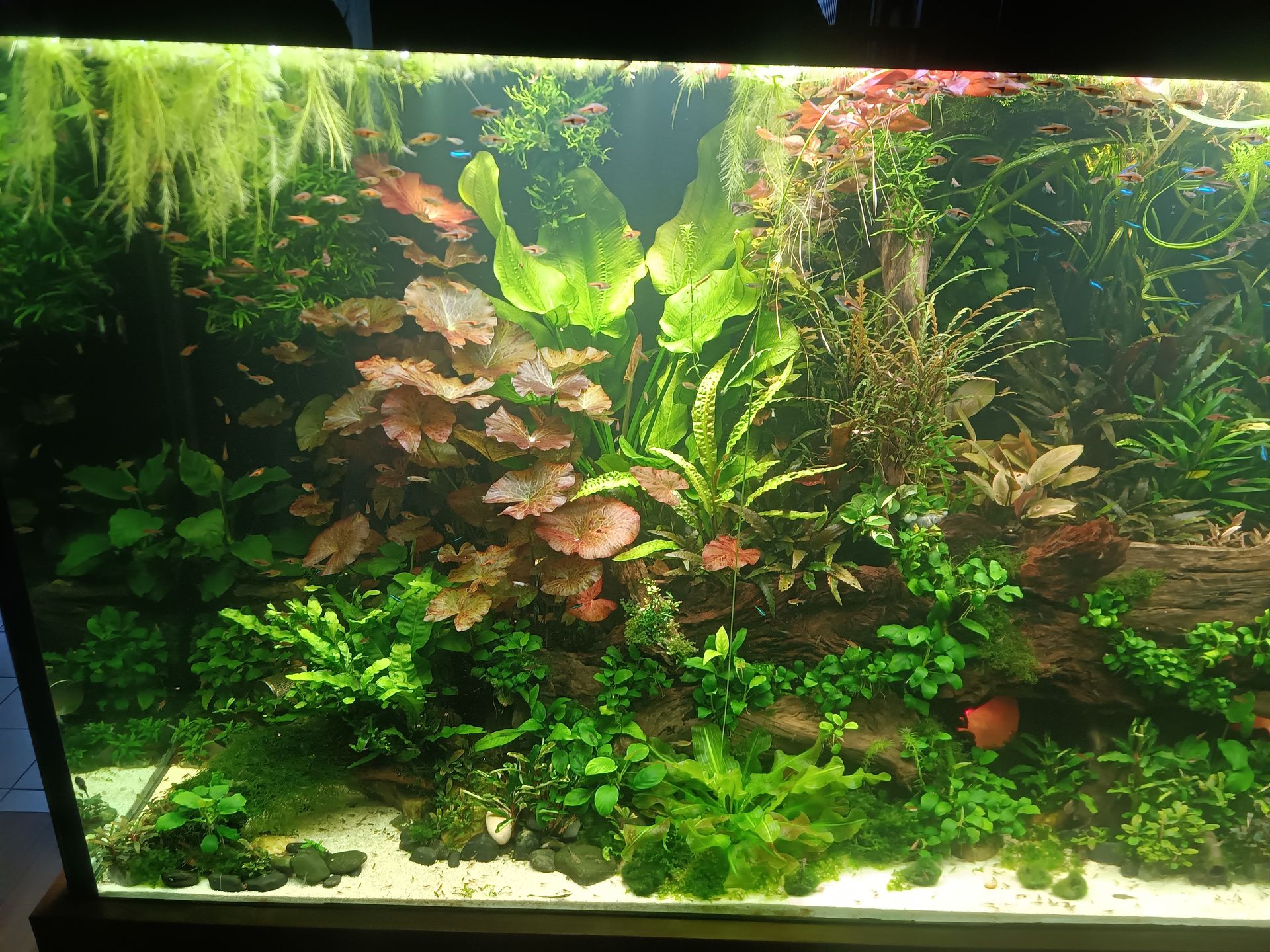 Weelderig, groen en rood beplant aquarium. Diverse waterplanten en enkele kleine vissen zichtbaar.