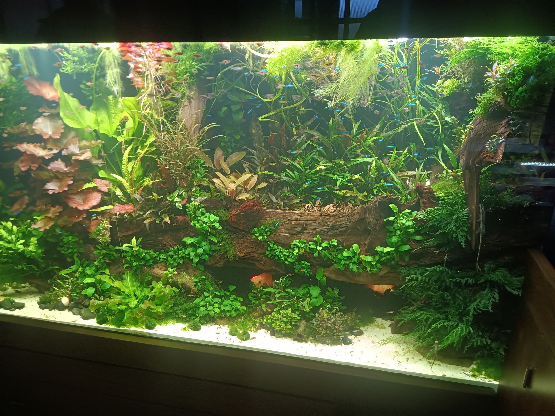 Aquarium met weelderige groene waterplanten, een middenstuk van drijfhout en een lichte, zanderige ondergrond.
