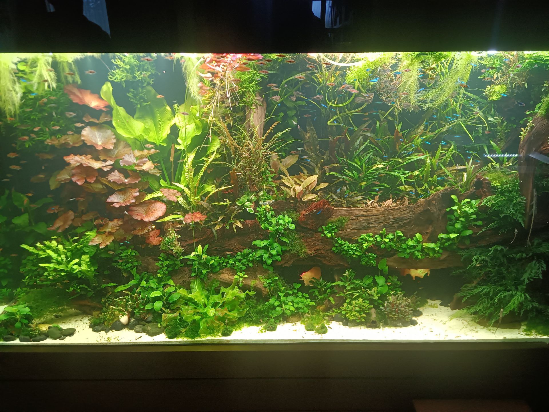 Een weelderig beplant aquarium. Groene en rode waterplanten omringen een groot stuk drijfhout. De ondergrond is licht zand.