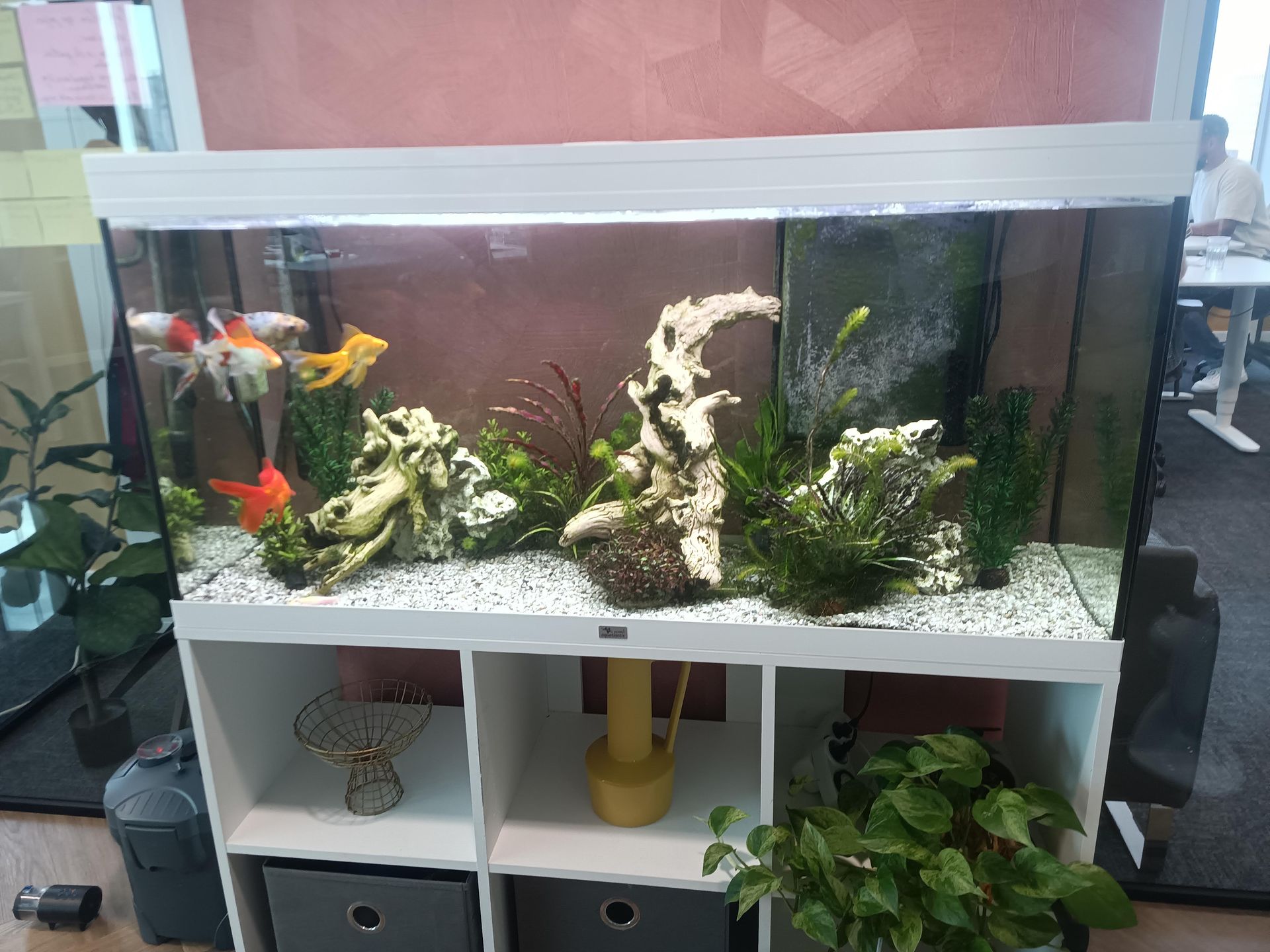 Aquarium met goudvissen en planten laten onderhouden; kantooromgeving.