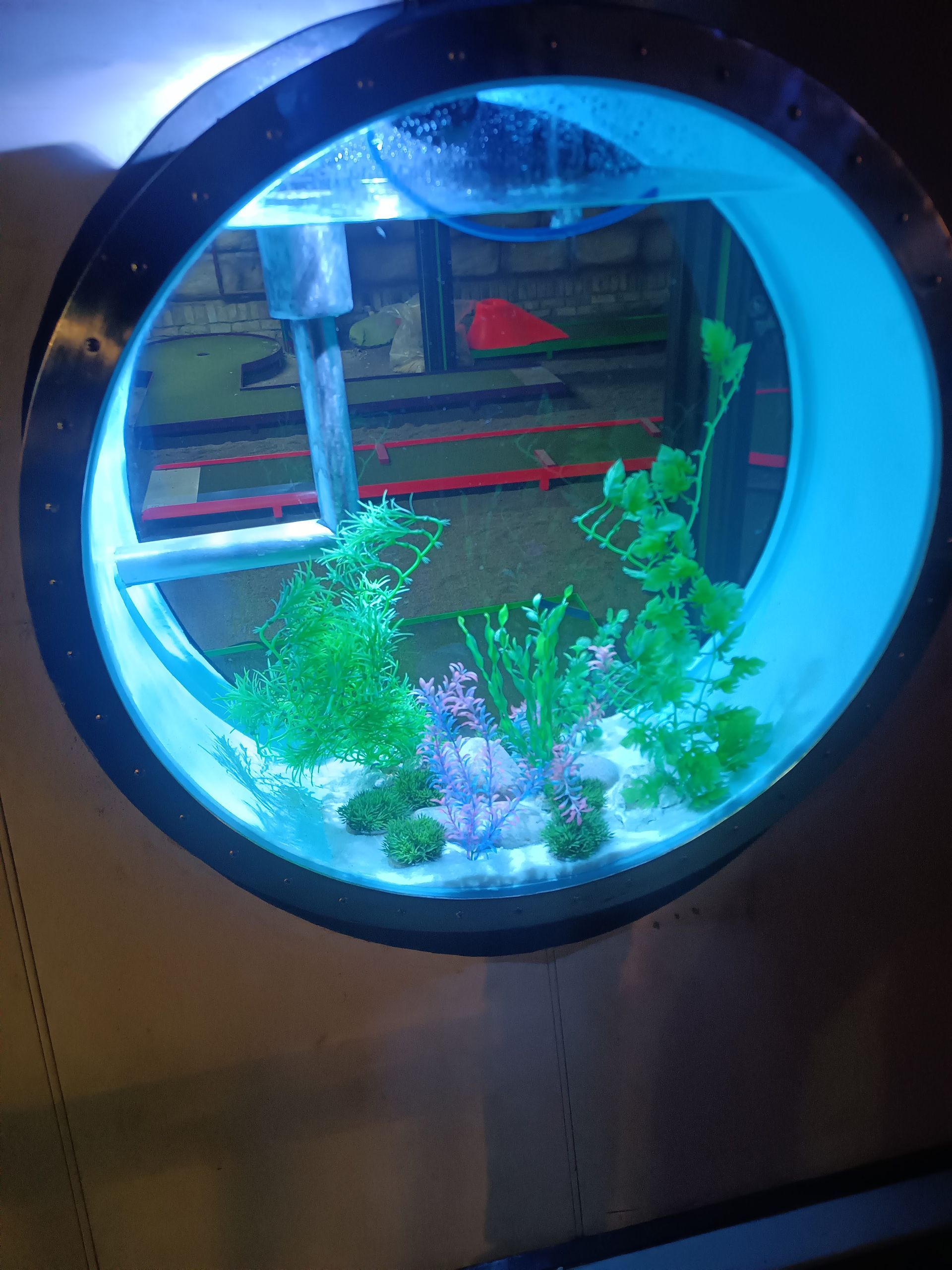 Rond aquarium met blauw licht, met planten en een vis.