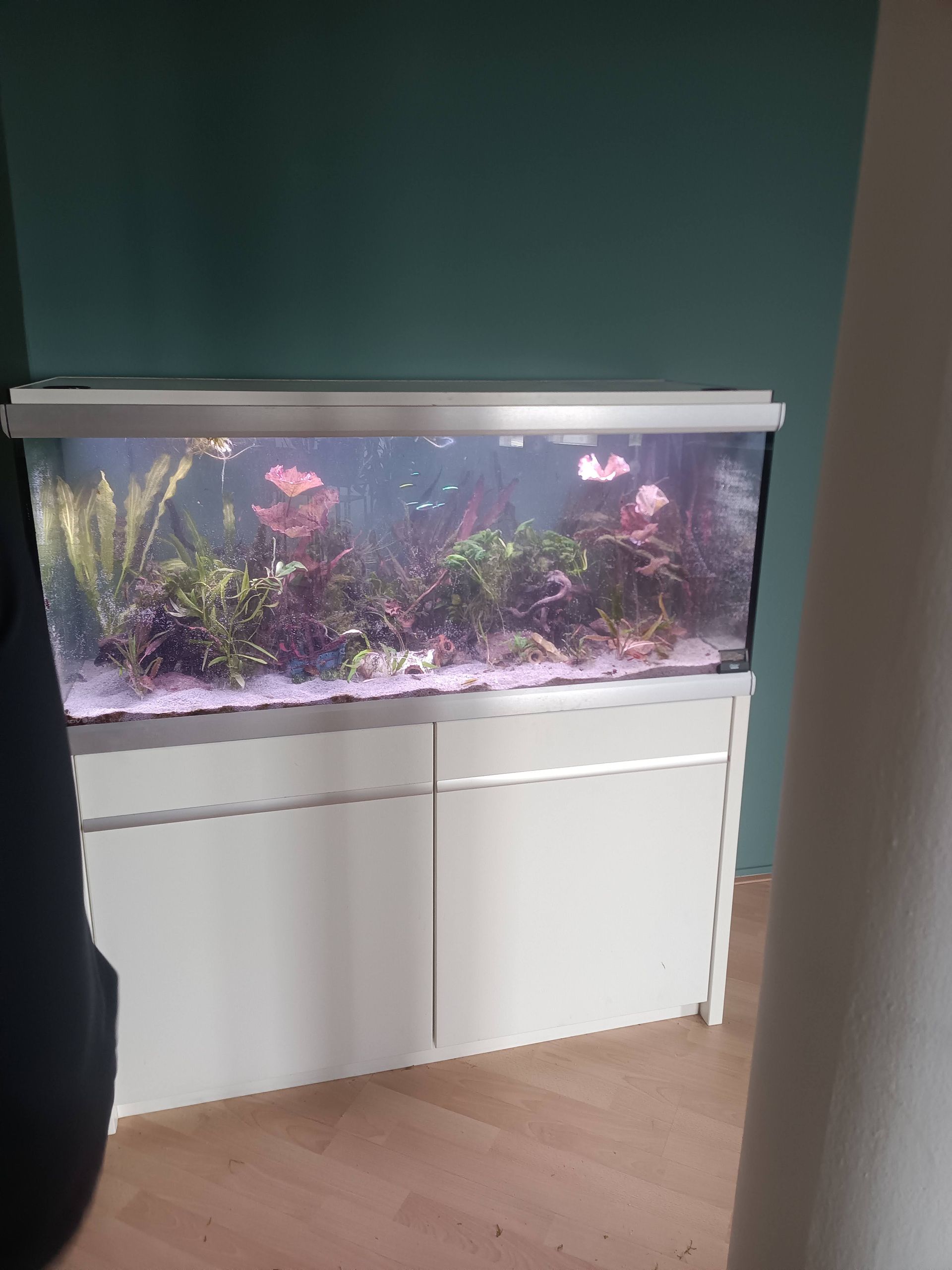 Aquarium herinrichting bedrijf