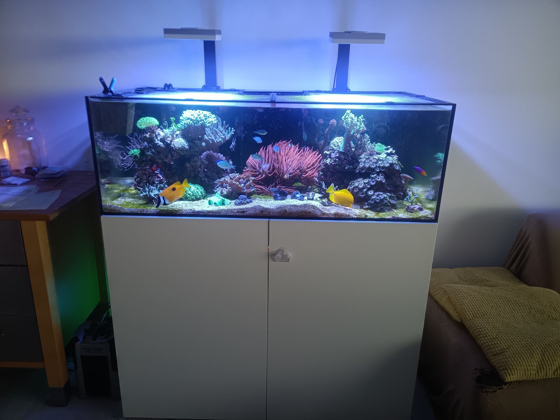 Verhuizing zeewater aquarium