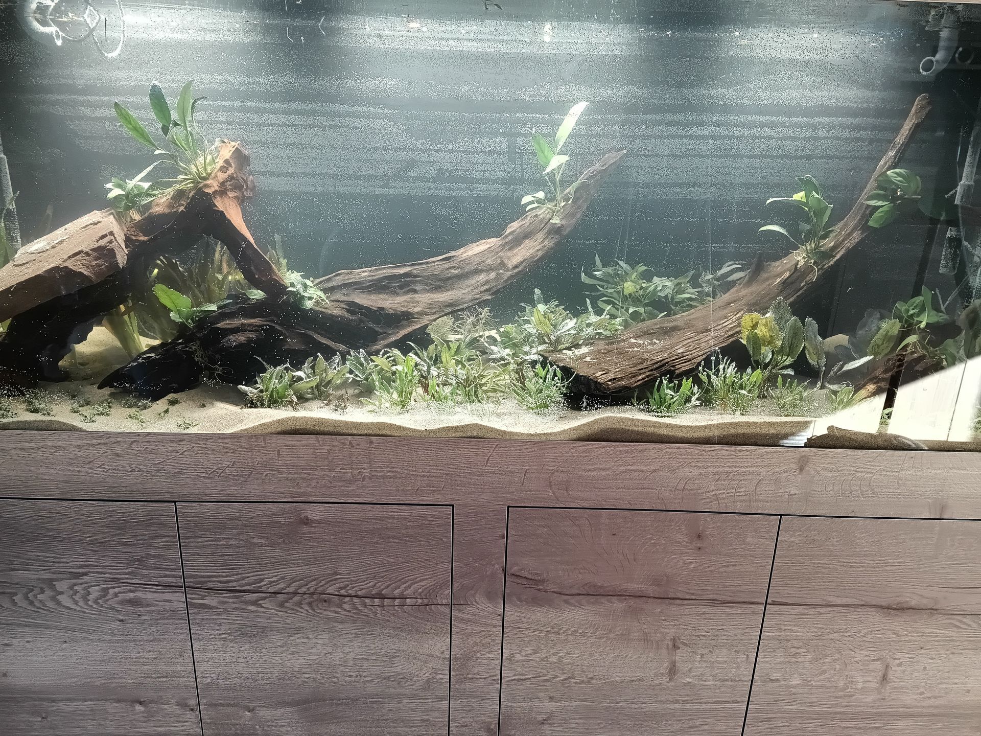 Aquarium met drijfhout en planten, zandbodem.