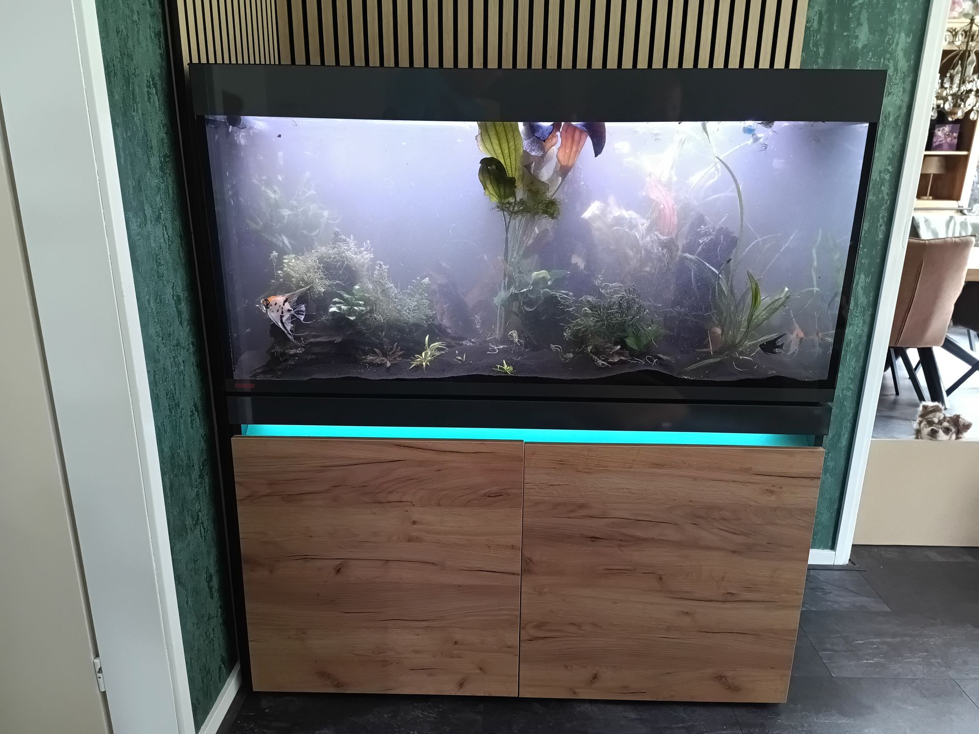 Complete aquarium verhuizing binnen 1 dag