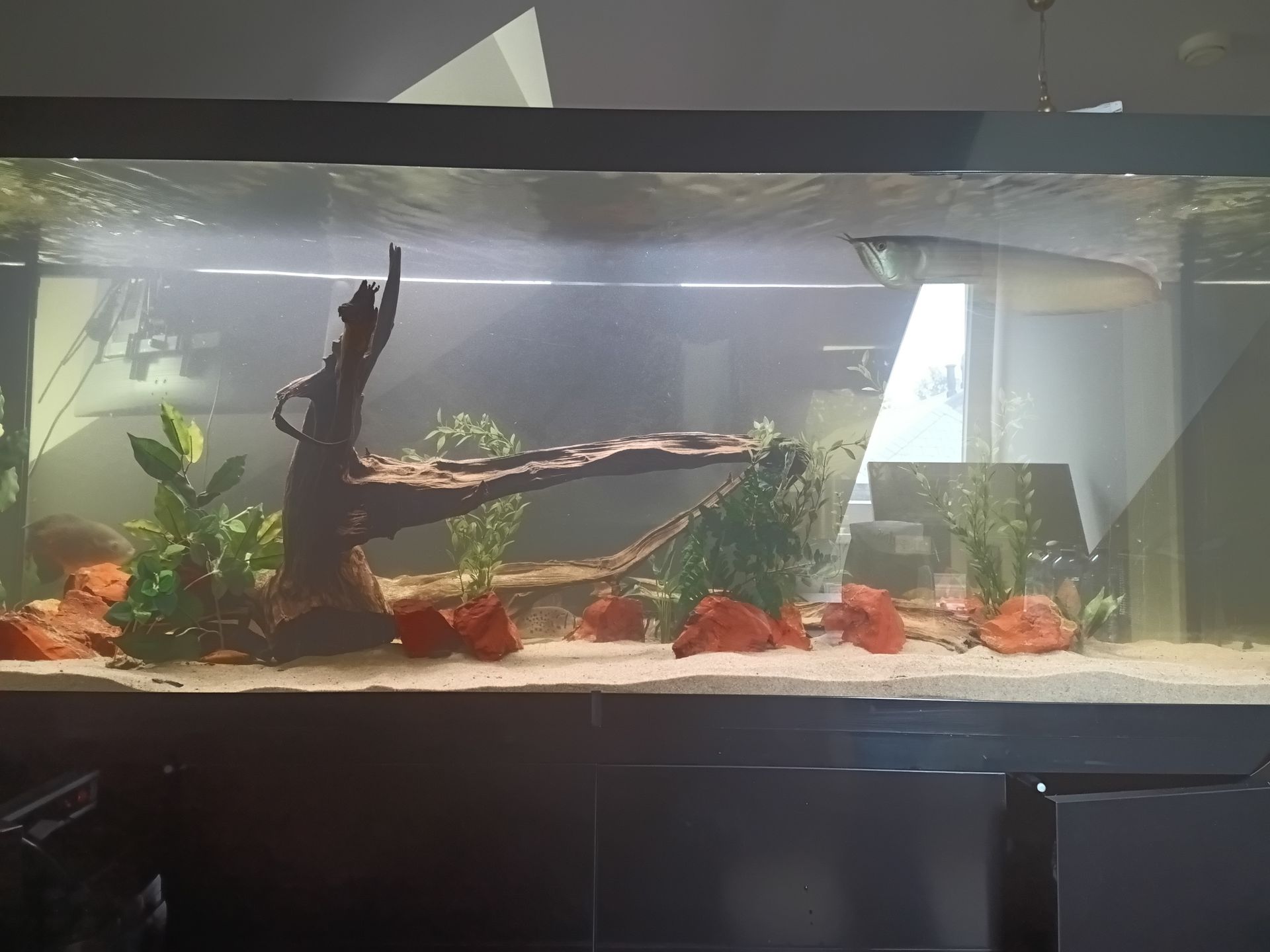 Aquarium groot onderhoud