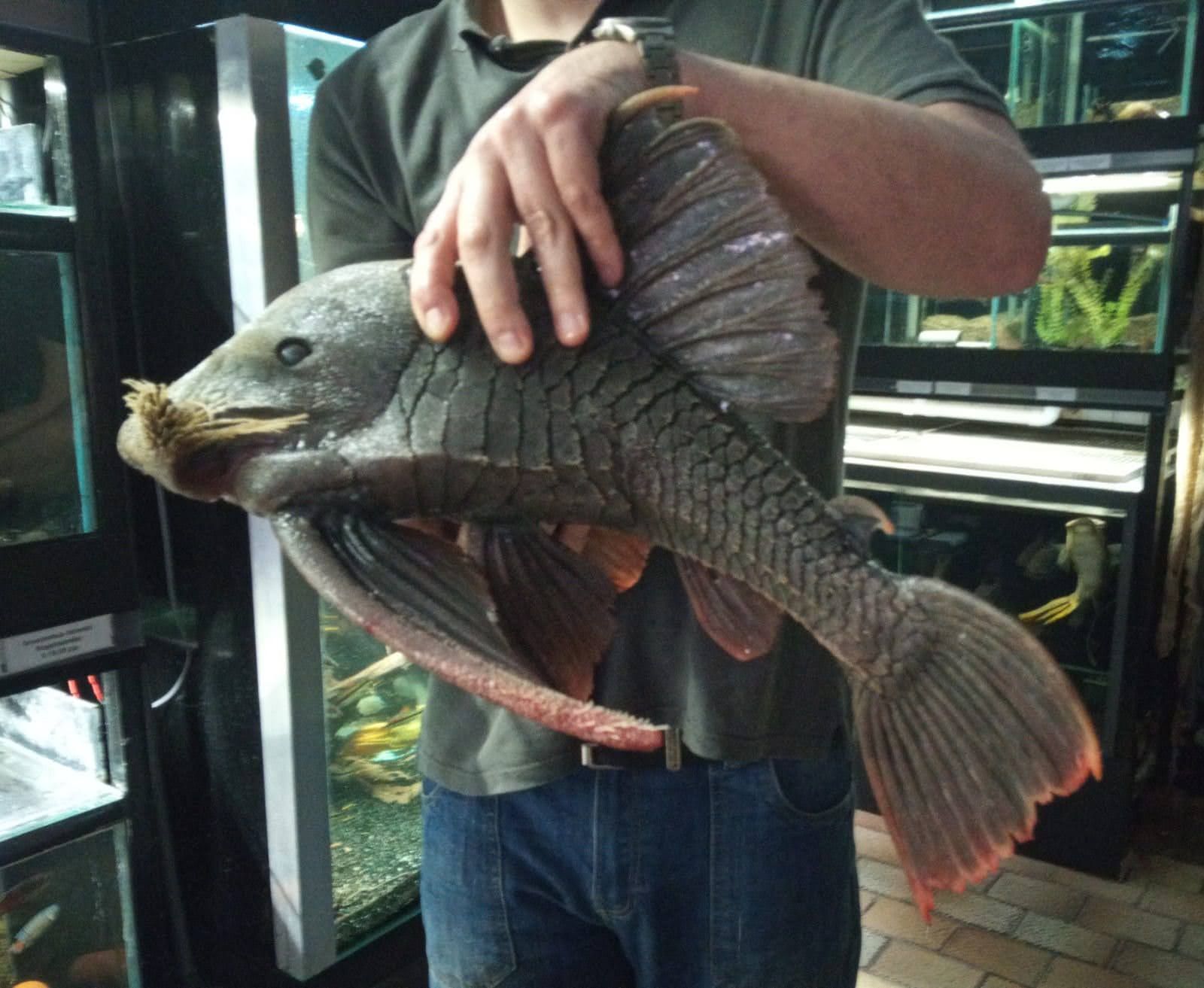 Man houdt een grote, grijze pleco vast met een opvallende zuigmond en puntige vinnen.
