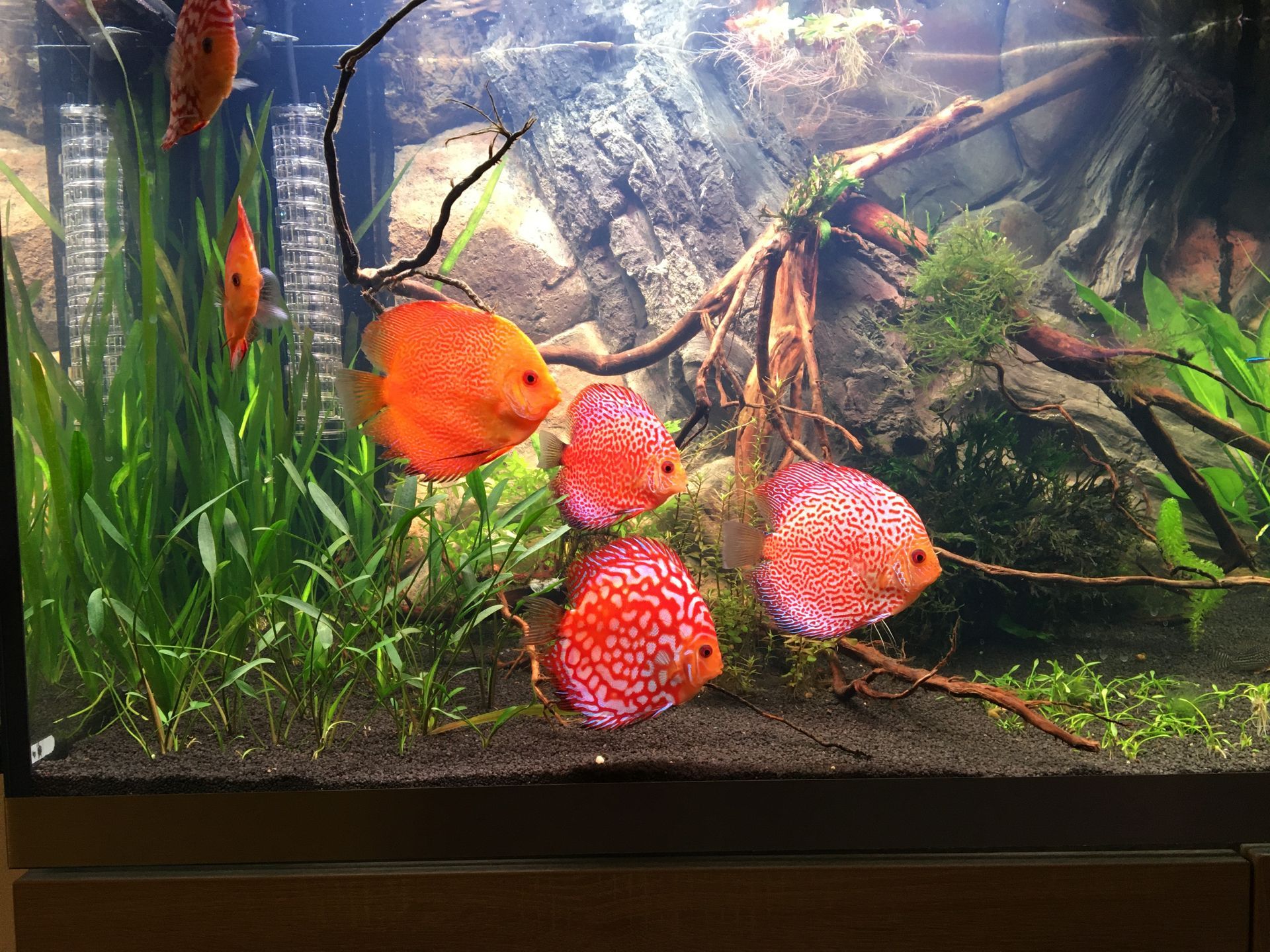 Aquarium onderhoud op maat