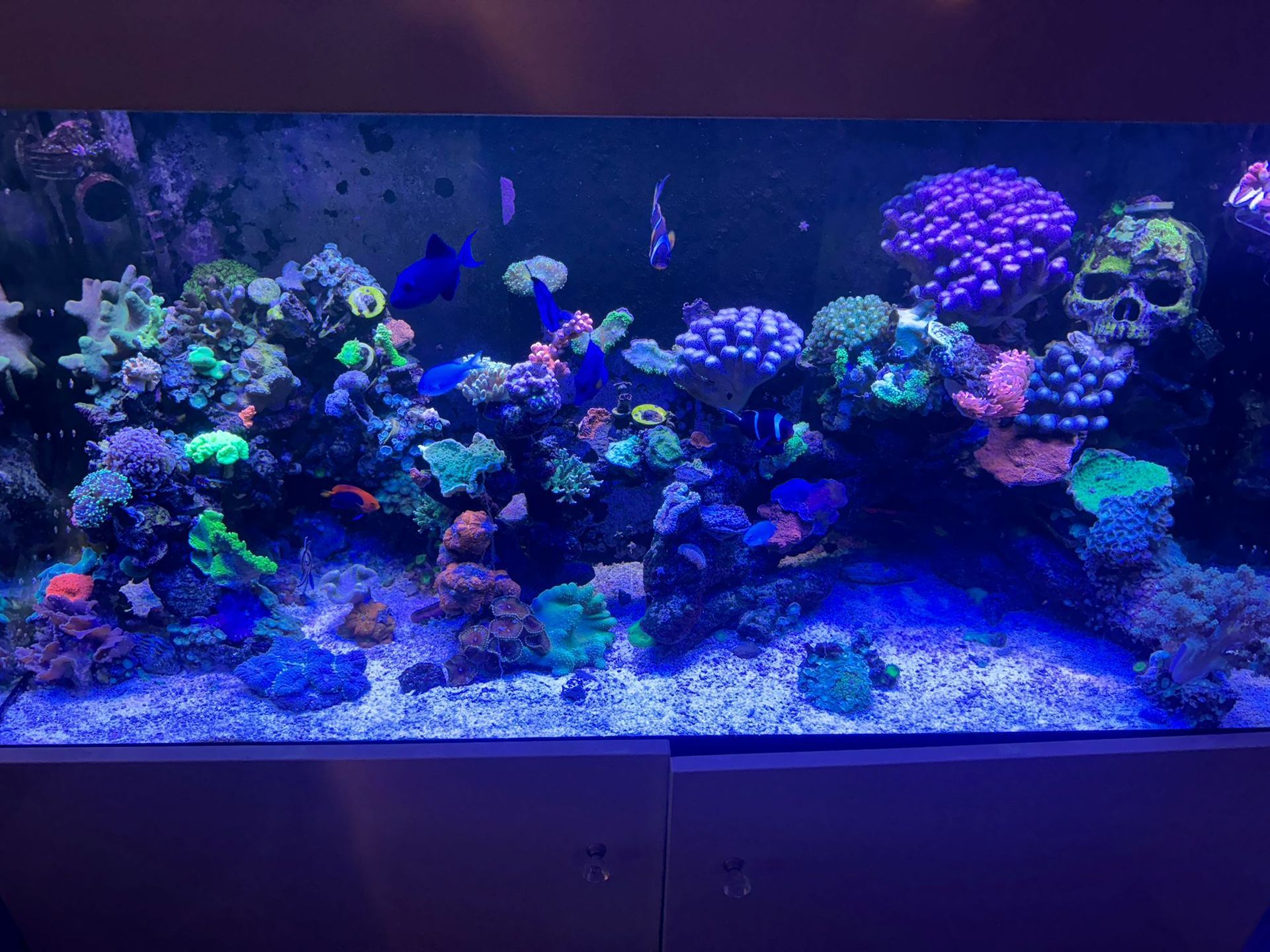 zeewater aquarium laten verhuizen