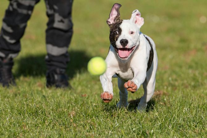 A happy black-and-white puppy runs across a grassy field toward a flying yellow tennis ball near a person's legs.