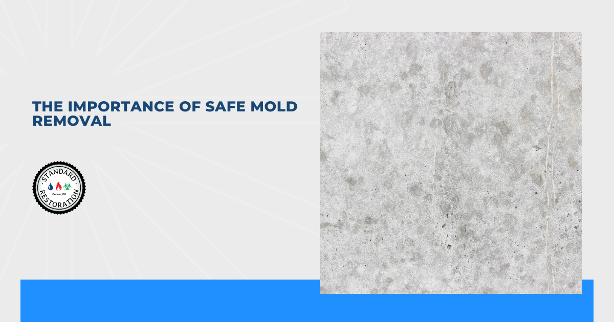 The Importance of Safe Mold Removal