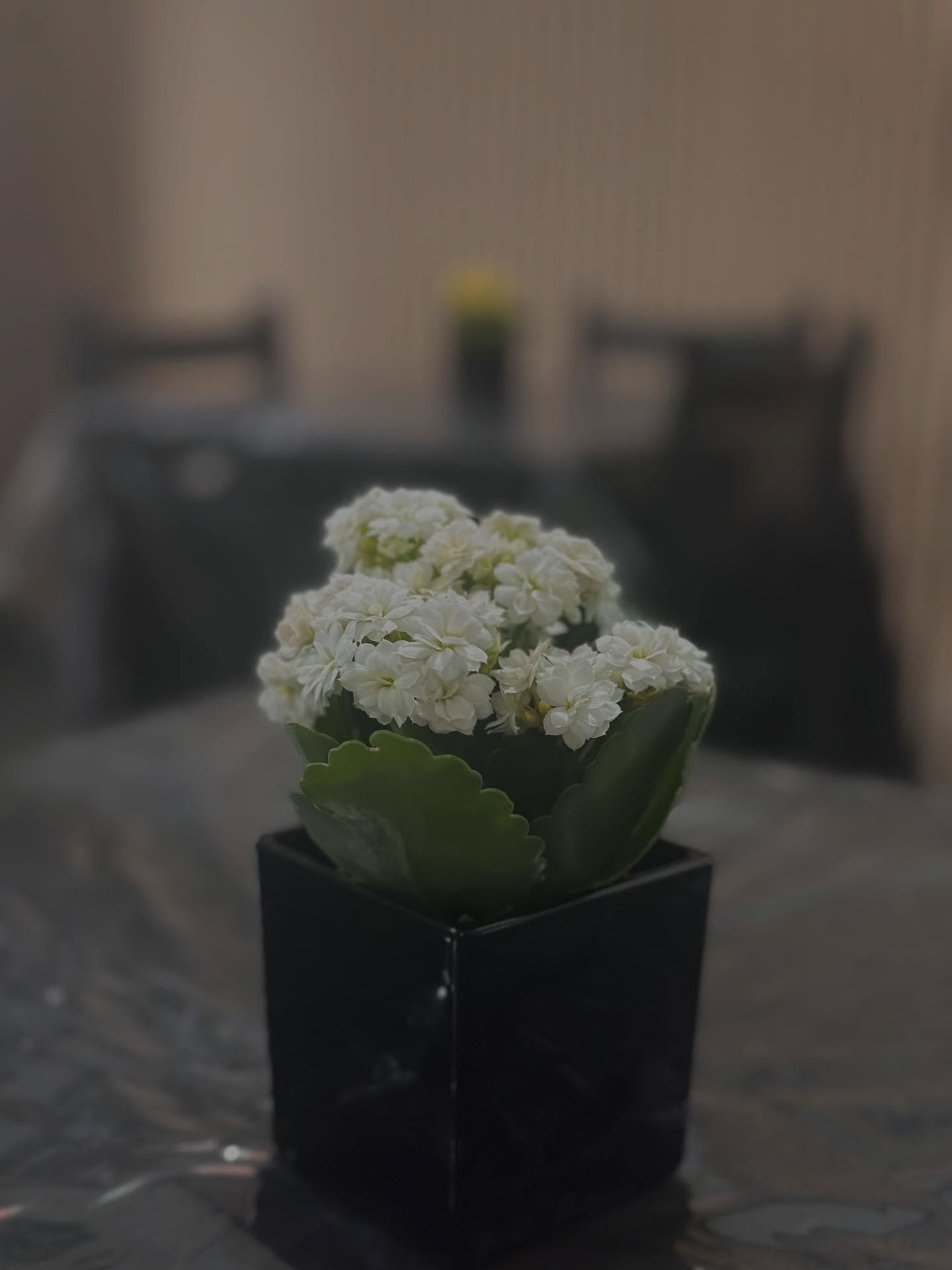 Una piccola pianta in vaso con fiori bianchi è appoggiata su un tavolo.