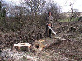 Tree reduction - Barnsley, South Yorkshire - Undercut Services Ltd - Tree Surgery