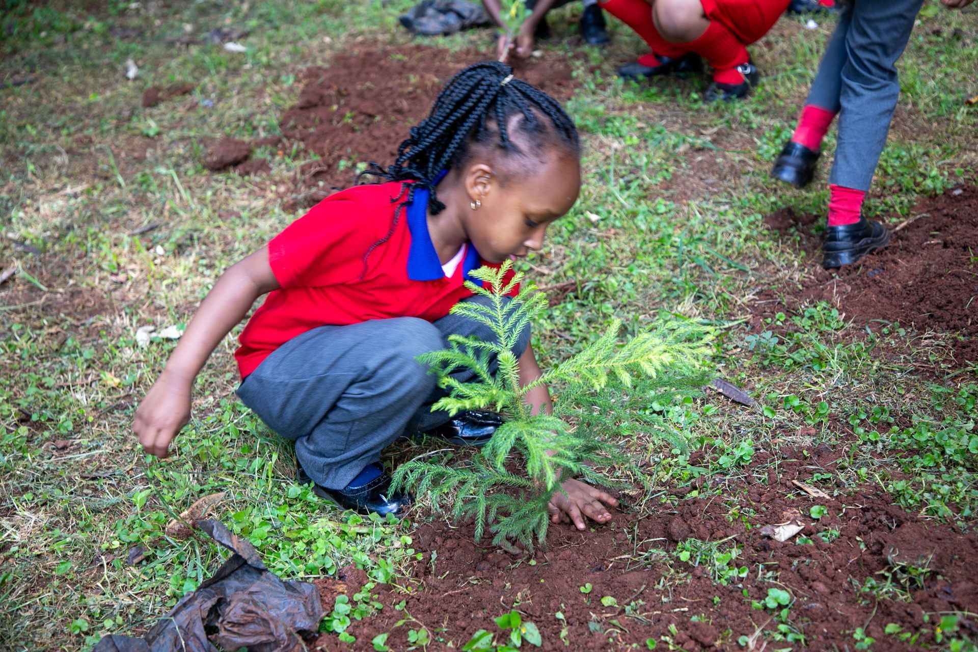 A young girl is kneeling down to plant a tree in the dirt.