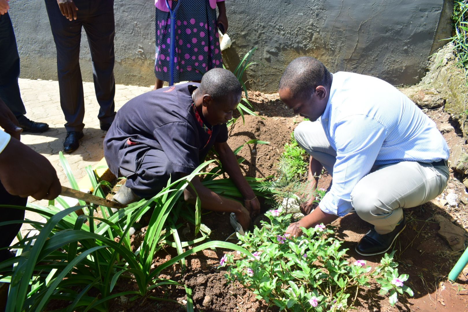Two men are kneeling in the dirt planting flowers in a garden.