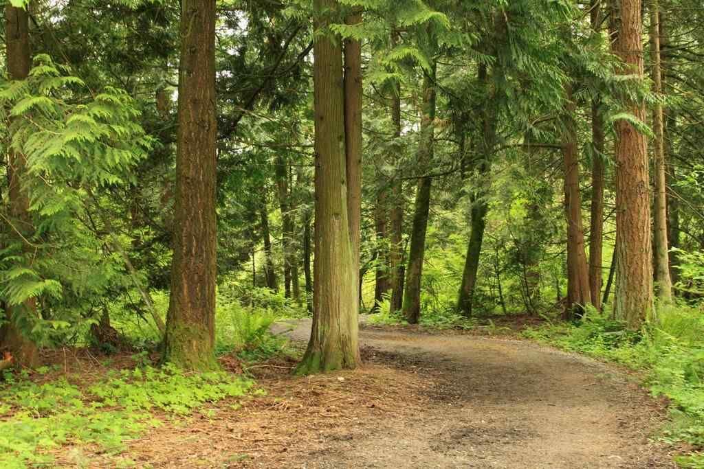 Forest trail winding through tall trees with green foliage and a dirt path