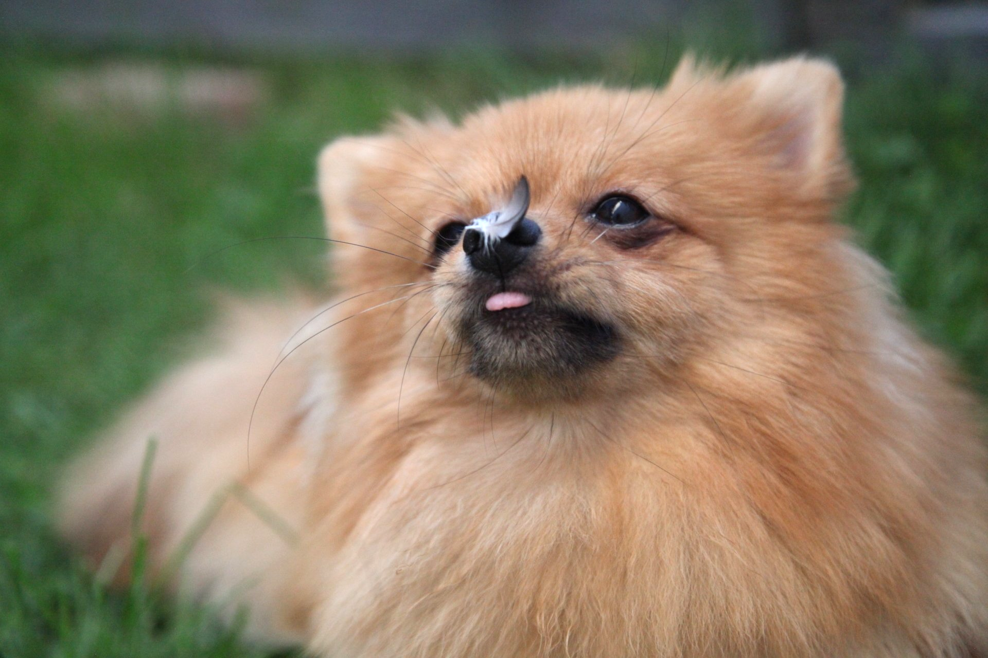 Kleinspitzzucht vom Rotfuchsclan Rosenheim und Raubling