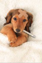 Sick Puppy — Advanced Veterinary Care in Post Falls, ID