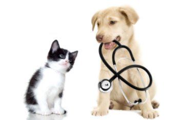 Kitten and Puppy — Advanced Veterinary Care in Post Falls, ID