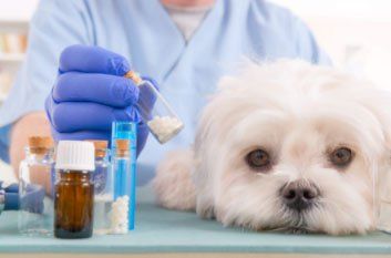 Homeopathy for a Dog — Advanced Veterinary Care in Post Falls, ID