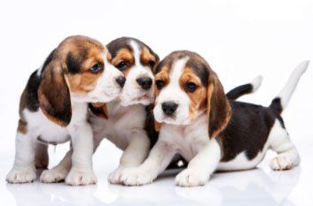 Beagle Puppies — Advanced Veterinary Care in Post Falls, ID