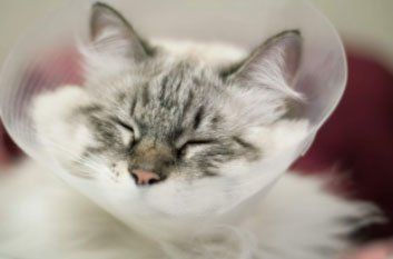 Cat Wearing Cone Collar — Advanced Veterinary Care in Post Falls, ID